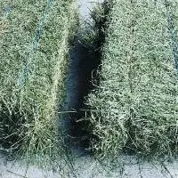 Alfalfa Hay for Cattle Horse & Pig Bale