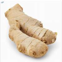 Premium Quality Fresh Ginger
