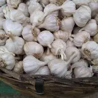 Fresh Garlic, White Garlic, Normal White Garlic