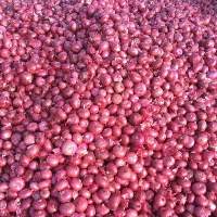 Natural Fresh Yellow Red Onion Bundle