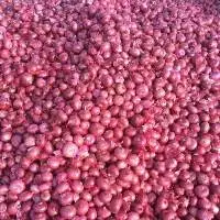 Natural Fresh Yellow Red Onion Bundle