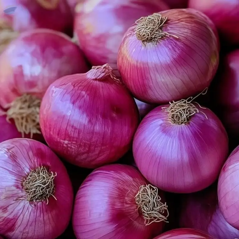 New Fresh Yellow Red Onion with 10kg/20kg