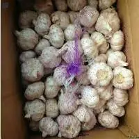Fresh Garlic Bulbs Natural Farm Quality
