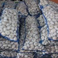 Premium Fresh Garlic Healthy Kitchen Essential