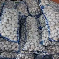 Premium Fresh Garlic Healthy Kitchen Essential