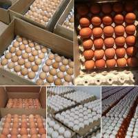 Premium Table Eggs Natural Farm Fresh