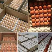 Premium Table Eggs Natural Farm Fresh