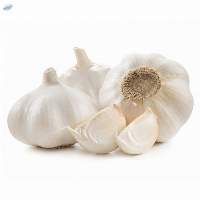 Fresh Garlic Premium Quality Natural Bulbs