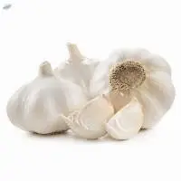 Fresh Garlic Premium Quality Natural Bulbs