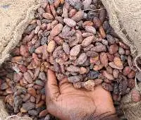 Cocoa Beans