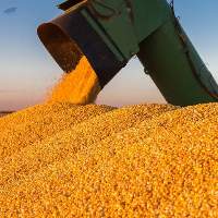 Grains  