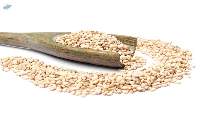 White Sesame Seeds