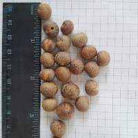 Dried Seeds / Pits for Biomass