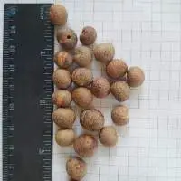 Dried Seeds / Pits for Biomass