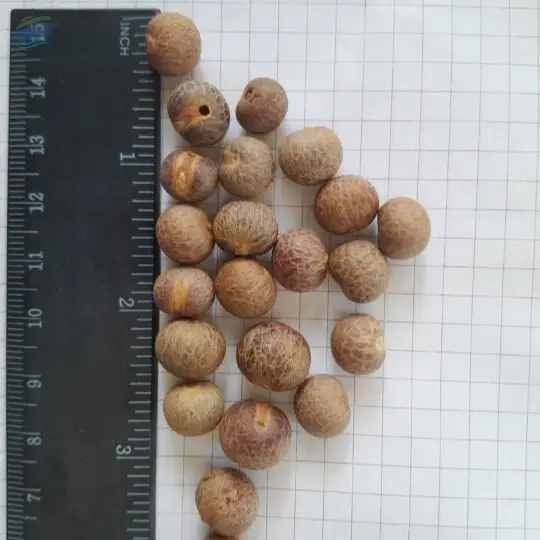 Dried Seeds / Pits for Biomass