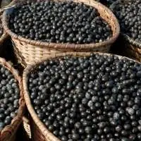 Premium Frozen  Pulp / Pure