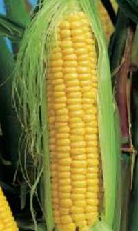 Brazilian Yellow Corn (Maize)