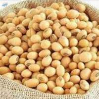 Premium Brazilian Soybeans (Soya Beans)