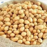 Premium Brazilian Soybeans (Soya Beans)