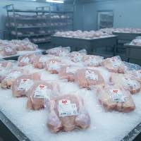 Frozen Chicken Parts & Whole Chicken