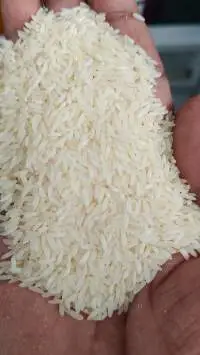 Indian Basmati & Non Basmati Rice Export Grade