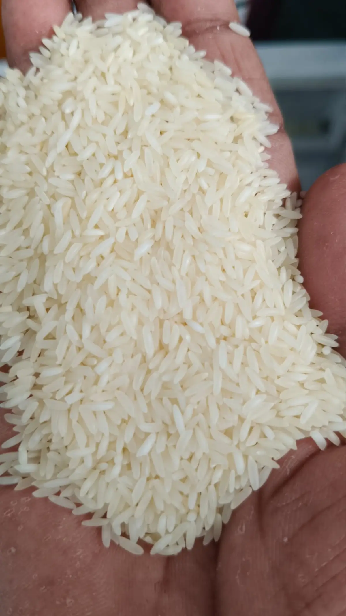 Indian Basmati & Non Basmati Rice Export Grade