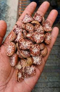 Betel Nut (Areca Nut)