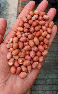 Peanuts (Without Shell)