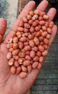 Peanuts (Without Shell)