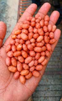 Peanuts (Without Shell)