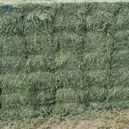 Pure Alfalfa  Hay