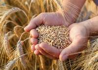 Wheat