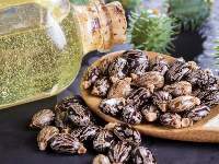 Premium Castor Seeds For Oil Extraction Export