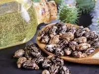 Premium Castor Seeds For Oil Extraction Export