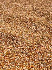 Yellow Corn (Maize)