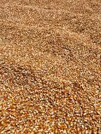 Yellow Corn (Maize)