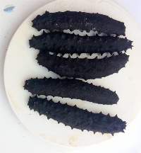 Sea Cucumbers