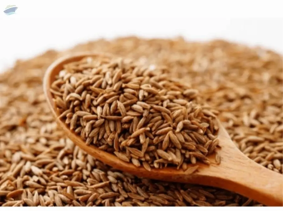 Premium Cumin Seeds Bulk Supply Grade