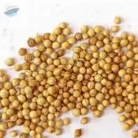 Natural Coriander Seeds Export Grade