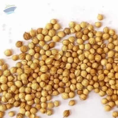 Natural Coriander Seeds Export Grade