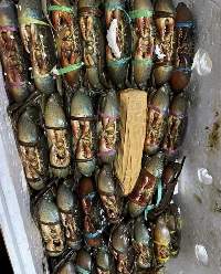Live Mud Crab