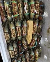 Live Mud Crab
