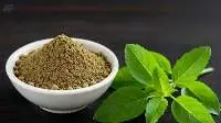 Tulsi