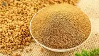 Fenugreek