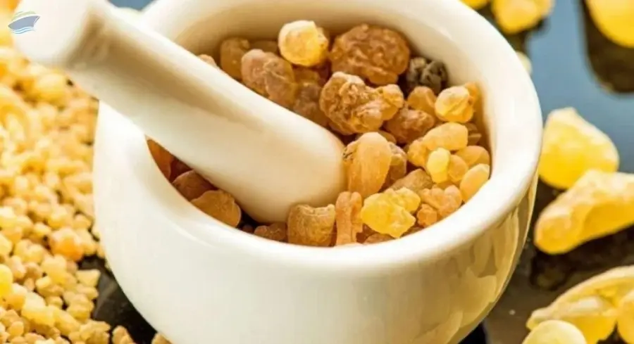Boswellia
