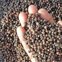 High Quality Indian Black Pepper Whole 
