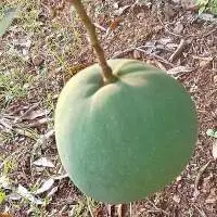 fresh Imam Pasand