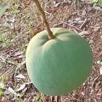 Fresh Premium Imam Pasand Mangoes 