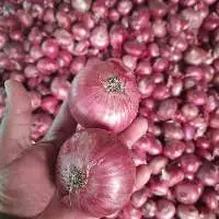 Premium Fresh Red Onions For Cooking Use