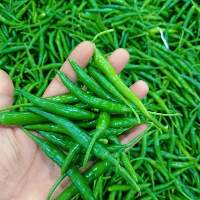 Fresh Premium Green Chilli For Cooking